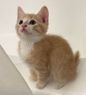 Boxcar is part of our dice combinations litter He is the goldilocks of the litter - shy but warms u