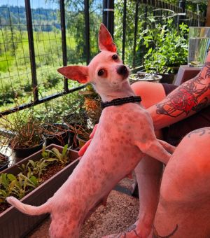 Lady Jocelyn Chihuahua Dog