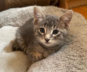 Railroad Nine is part of our dice combinations litter He is an adorable kitten who loves to run and