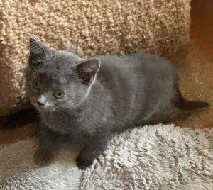 Benny Blue is part of our dice combinations litter She is a darling kitten who loves to run and pla