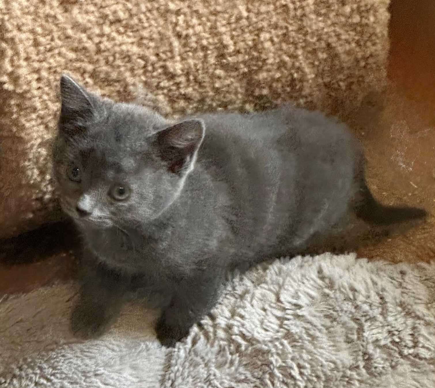Benny Blue