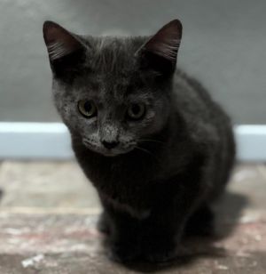Benny Blue is part of our dice combinations litter She is a darling kitten who loves to run and pla