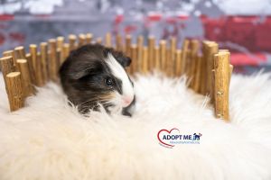 Samba, Baby Male Guinea Pig