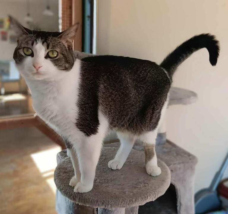 Sassy, an adoptable Domestic Short Hair in Challis, ID, 83226 | Photo Image 1