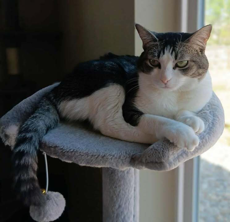 Sassy, an adoptable Domestic Short Hair in Challis, ID, 83226 | Photo Image 2