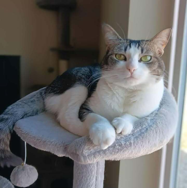 Sassy, an adoptable Domestic Short Hair in Challis, ID, 83226 | Photo Image 3
