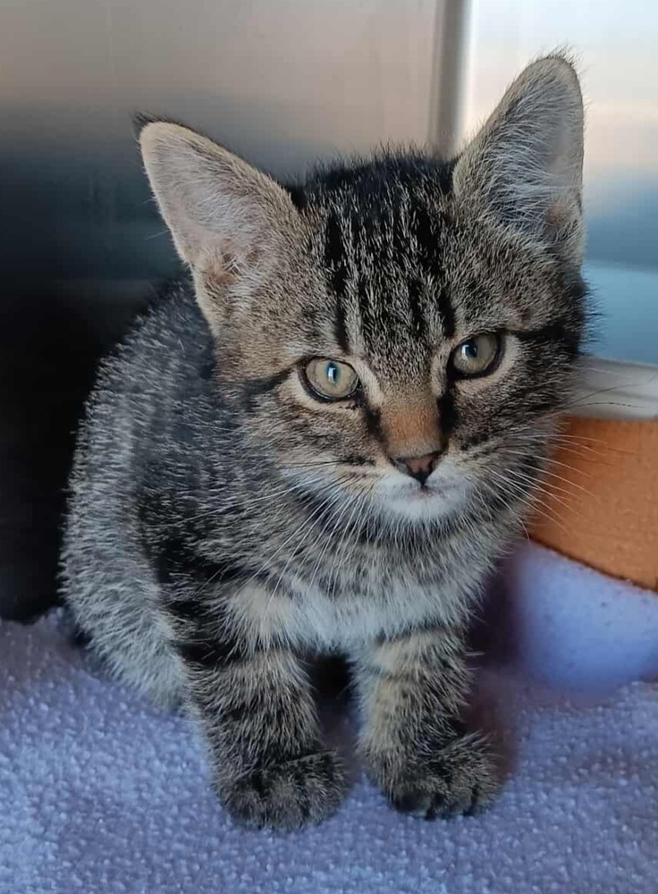 Jimmy, an adoptable Domestic Short Hair in Challis, ID, 83226 | Photo Image 1