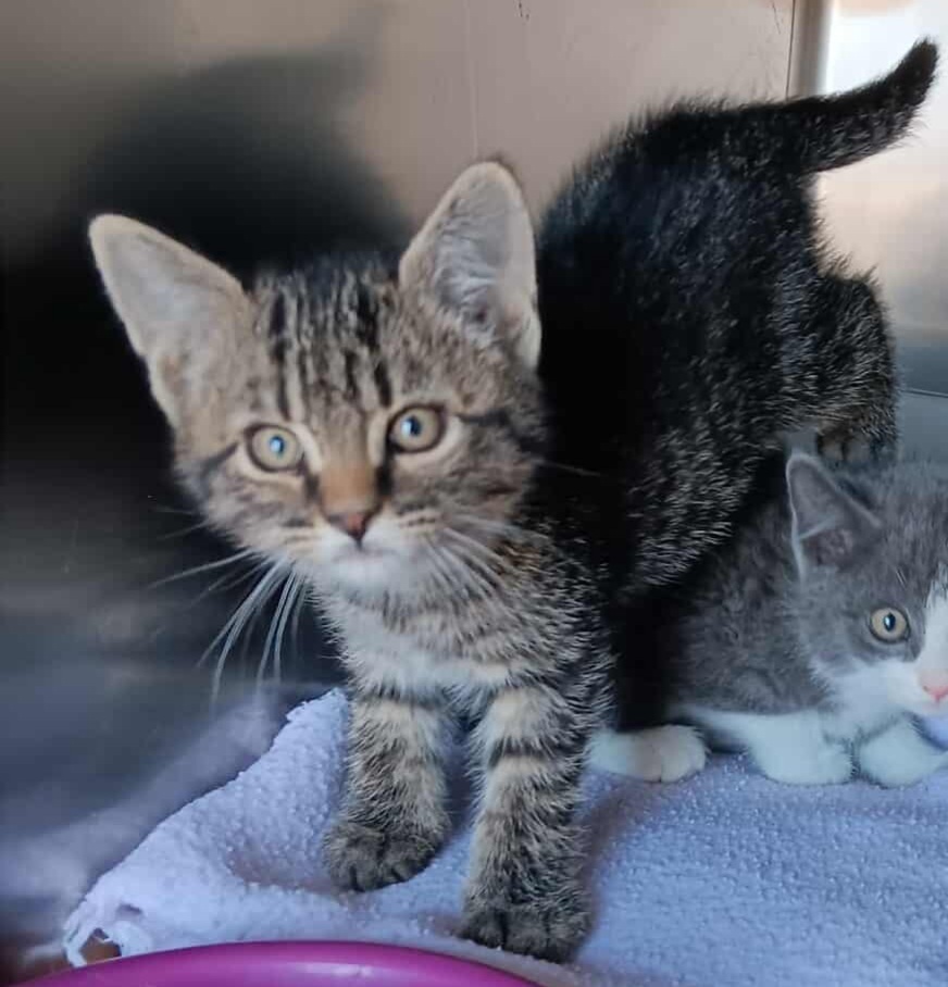 Jimmy, an adoptable Domestic Short Hair in Challis, ID, 83226 | Photo Image 2