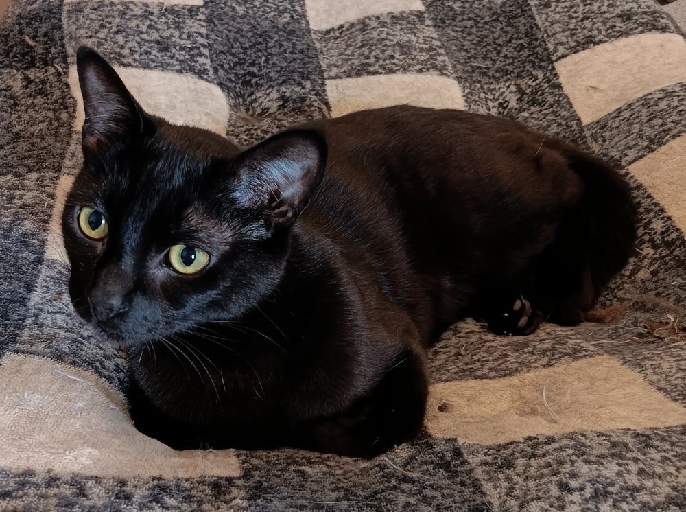 Zim, an adoptable Domestic Short Hair in Challis, ID, 83226 | Photo Image 1