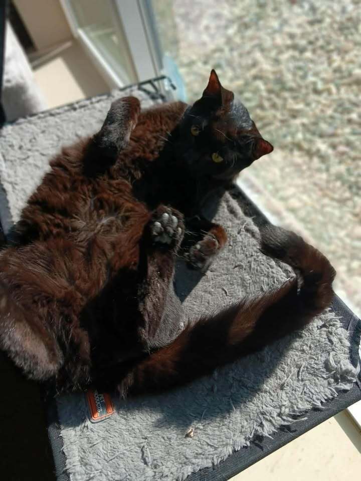 Zim, an adoptable Domestic Short Hair in Challis, ID, 83226 | Photo Image 3