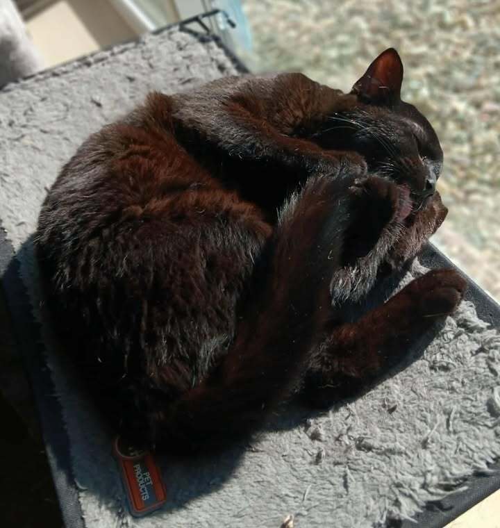 Zim, an adoptable Domestic Short Hair in Challis, ID, 83226 | Photo Image 5