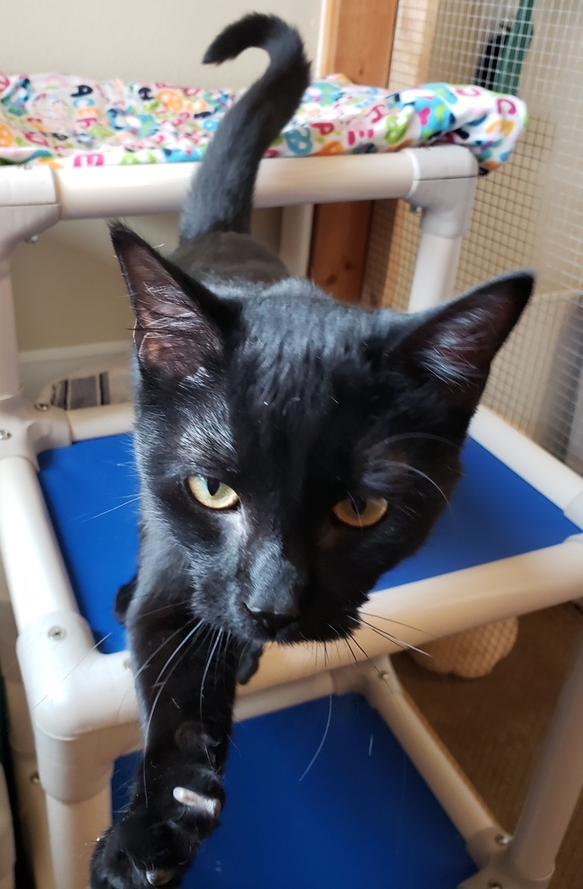 Zim, an adoptable Domestic Short Hair in Challis, ID, 83226 | Photo Image 6