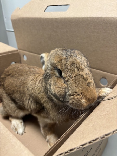Rabbit