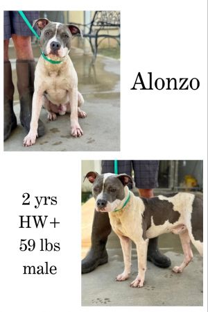 Alonzo, Adult Male unknown