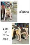 Alonzo photo 1