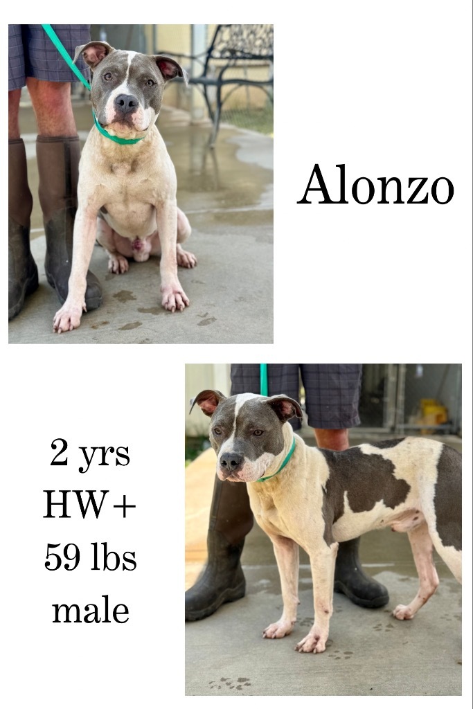 Alonzo