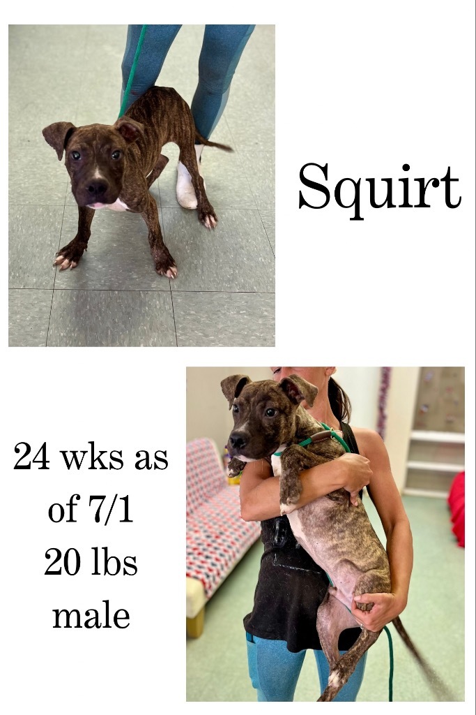 Squirt