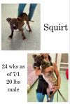 Squirt photo 1