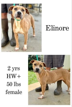 Elinore, Adult Female unknown