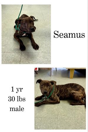 Seamus, Young Male unknown
