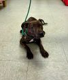 Seamus photo 2