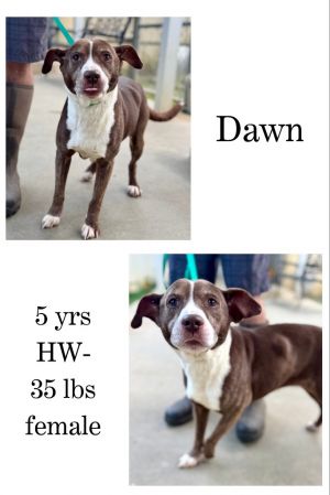 Dawn, Adult Female unknown
