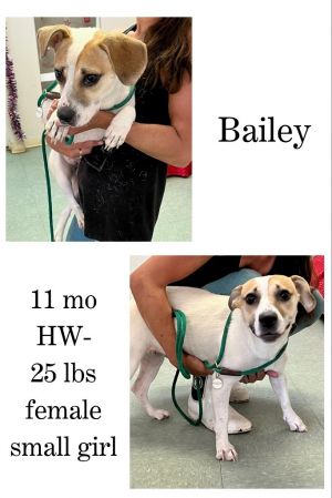 Bailey, Young Female unknown