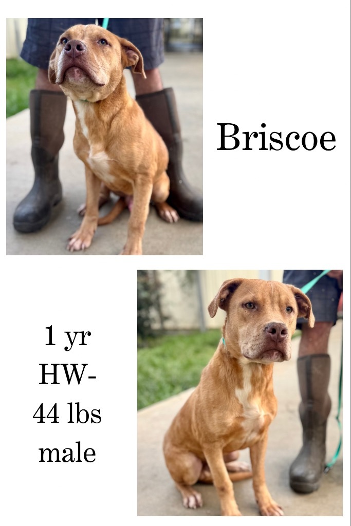 Briscoe