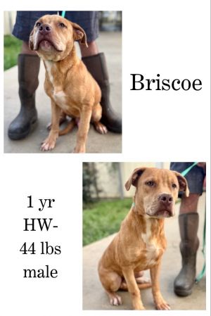 Briscoe, Young Male unknown