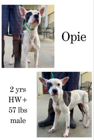 Opie, Adult Male unknown