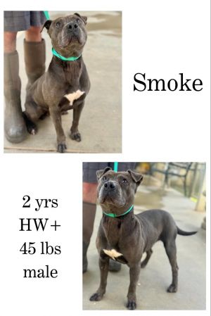 Smoke, Adult Male unknown