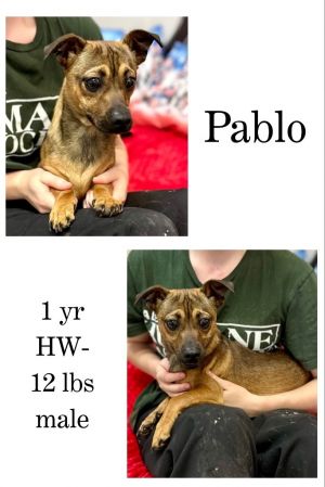 Pablo, Young Male unknown