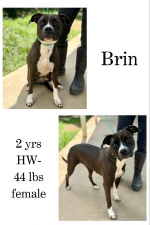 Brin, Adult Female unknown