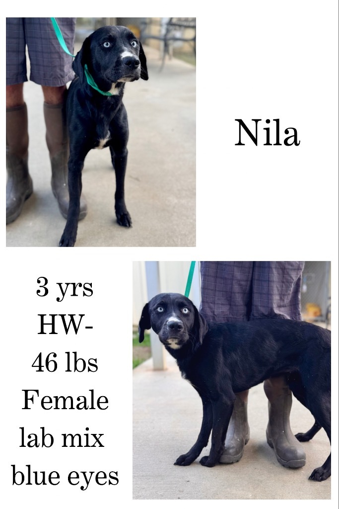 Nila