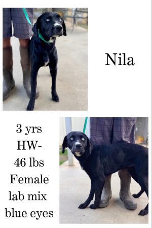 Nila, Adult Female unknown