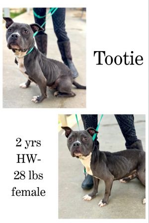 Tootie, Adult Female unknown