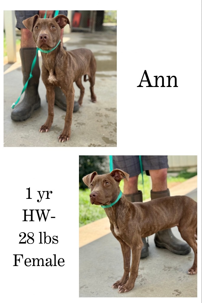 Ann