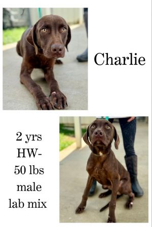Charlie, Adult Male unknown