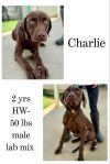 Charlie photo 1