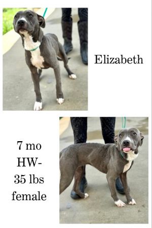 Elizbeth, Young Female Mixed Breed