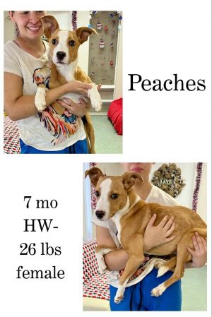 Peaches, Young Female unknown