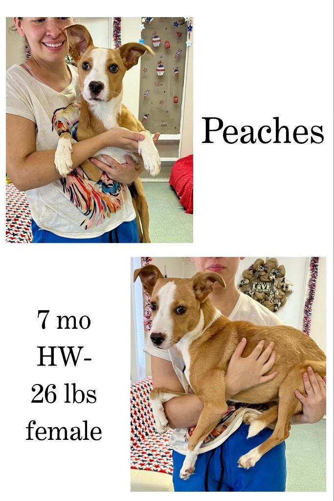 Peaches