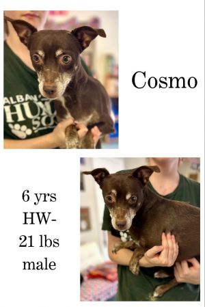 Cosmo, Adult Male unknown