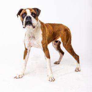 Levin, Adult Male Boxer
