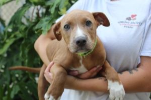 Zuma, Adult Female American Bulldog