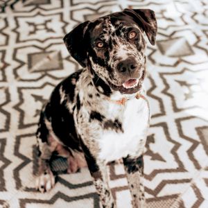 Bluey, Adult Female Catahoula Leopard Dog