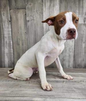 Nadia, Adult Female Mixed Breed