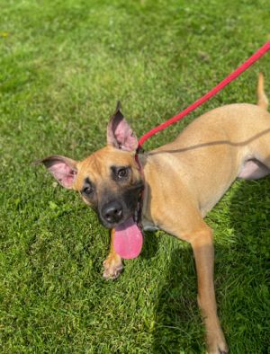 Darcey, Young Female Mixed Breed