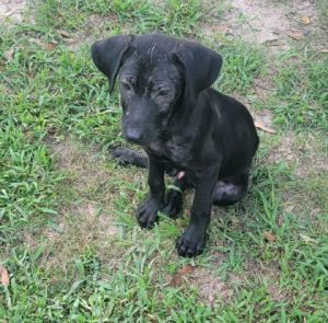 Garth Brooks (Demodex+), Baby Male Labrador Retriever