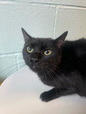 Violet, Adult Female Domestic Short Hair